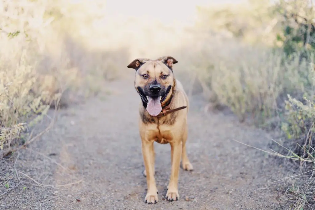 dog on dirt path
