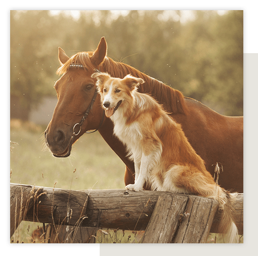 A dog sitting on a fence post next to a large brown horse.