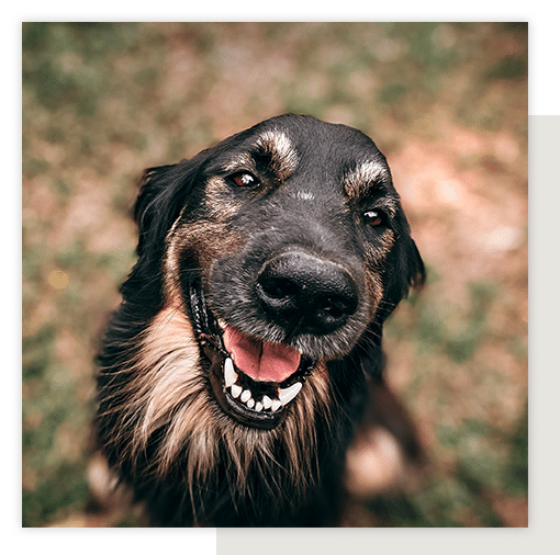 Happy brown dog looking up while sitting on grass.
