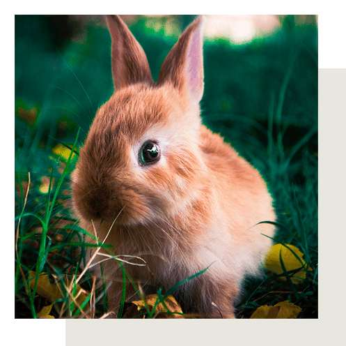 Fluffy brown bunny sitting on grass.