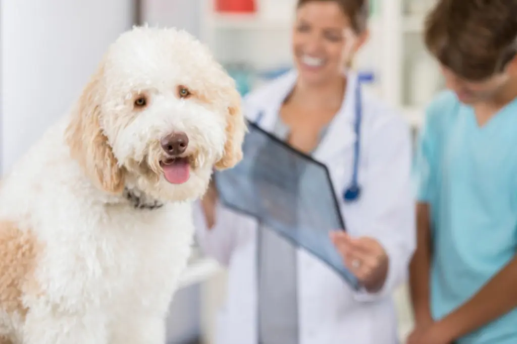 A female Caucasian vet reviews an injured dog's x-ray with the dog's teenage owner. The dog is looking at the camera in the foreground.