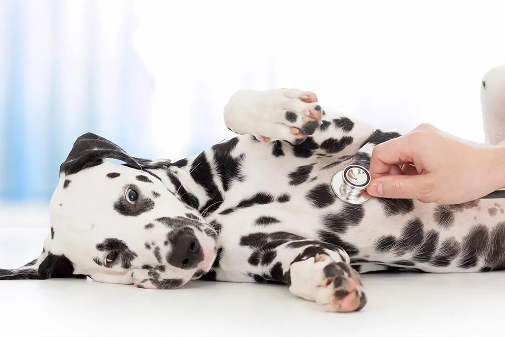 Dalmation laying on table, having his vital checked by a veterinarian.
