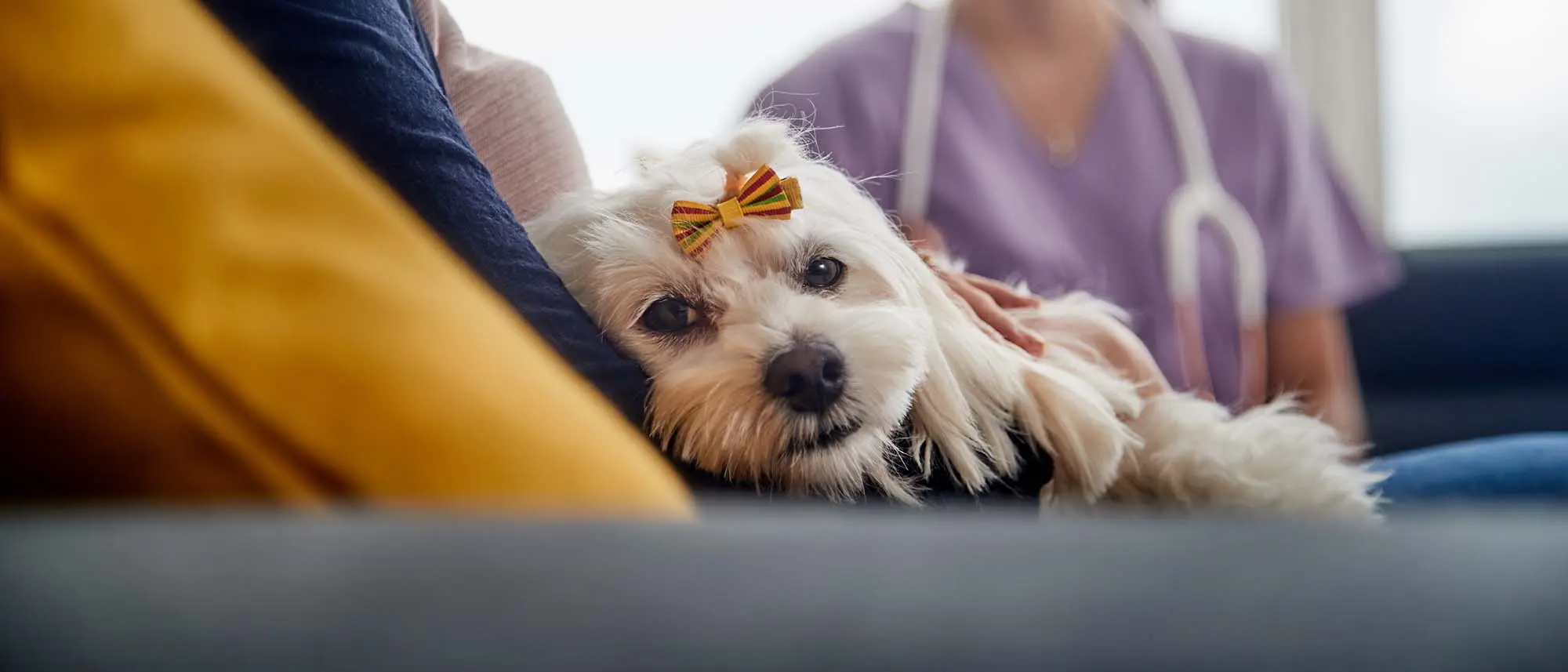 Woman holding a white dog in her arms with a vet in the background.