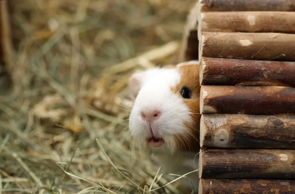 Guinea pig peeking out of his hut