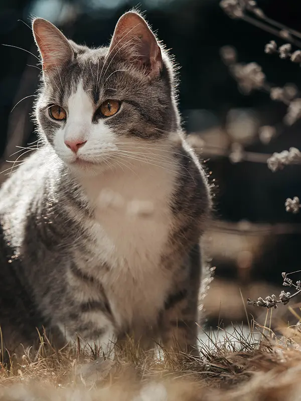 Cat walking