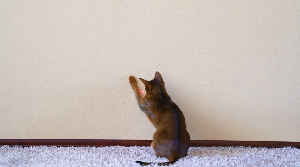 Cat scratching wall