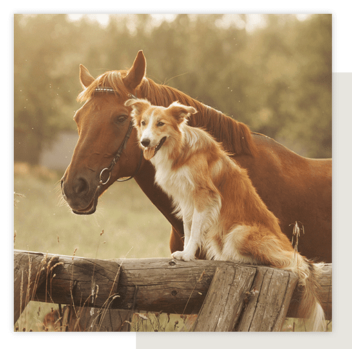 A dog sitting on a fence post next to a large brown horse.