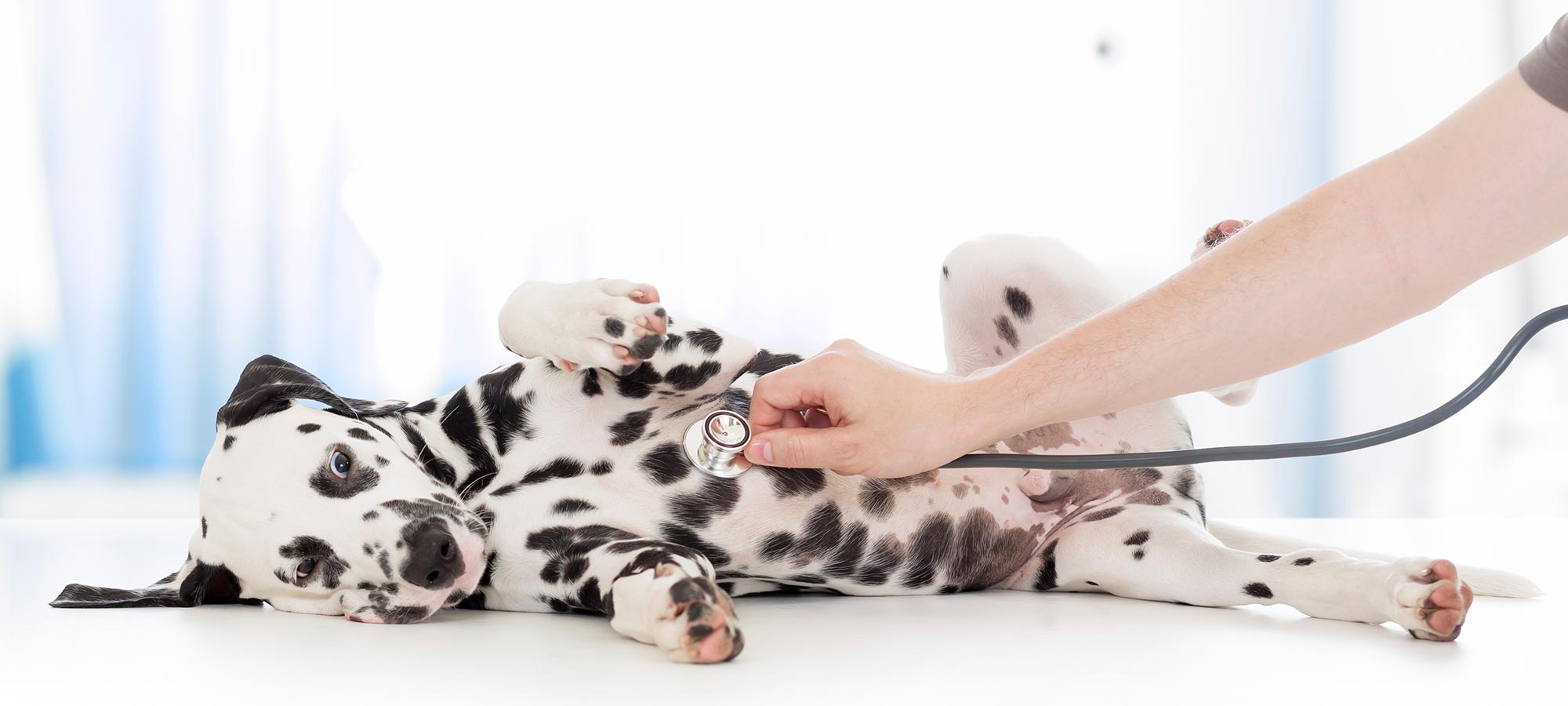 Dalmation laying on table, having his vital checked by a veterinarian.