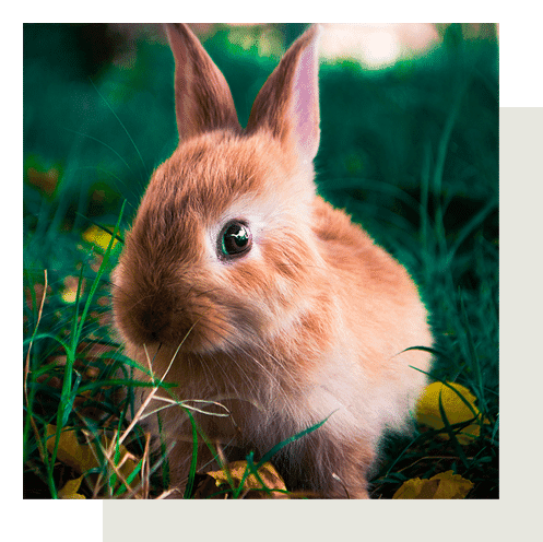 Fluffy brown bunny sitting on grass.