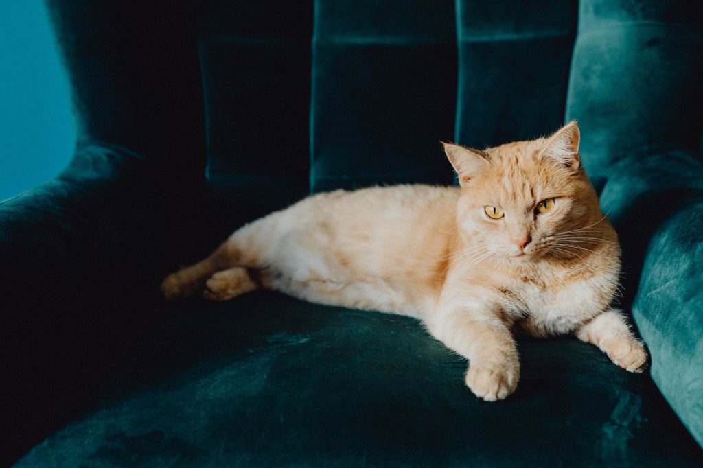 Orange cat sitting on green velvet couch.