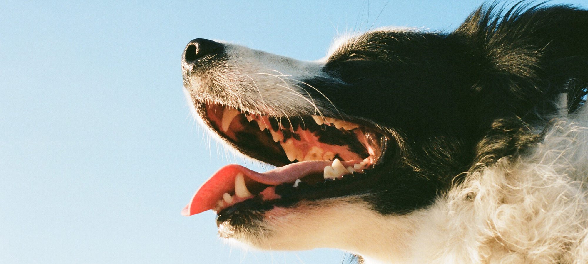 View of a dog's open mouth from below.