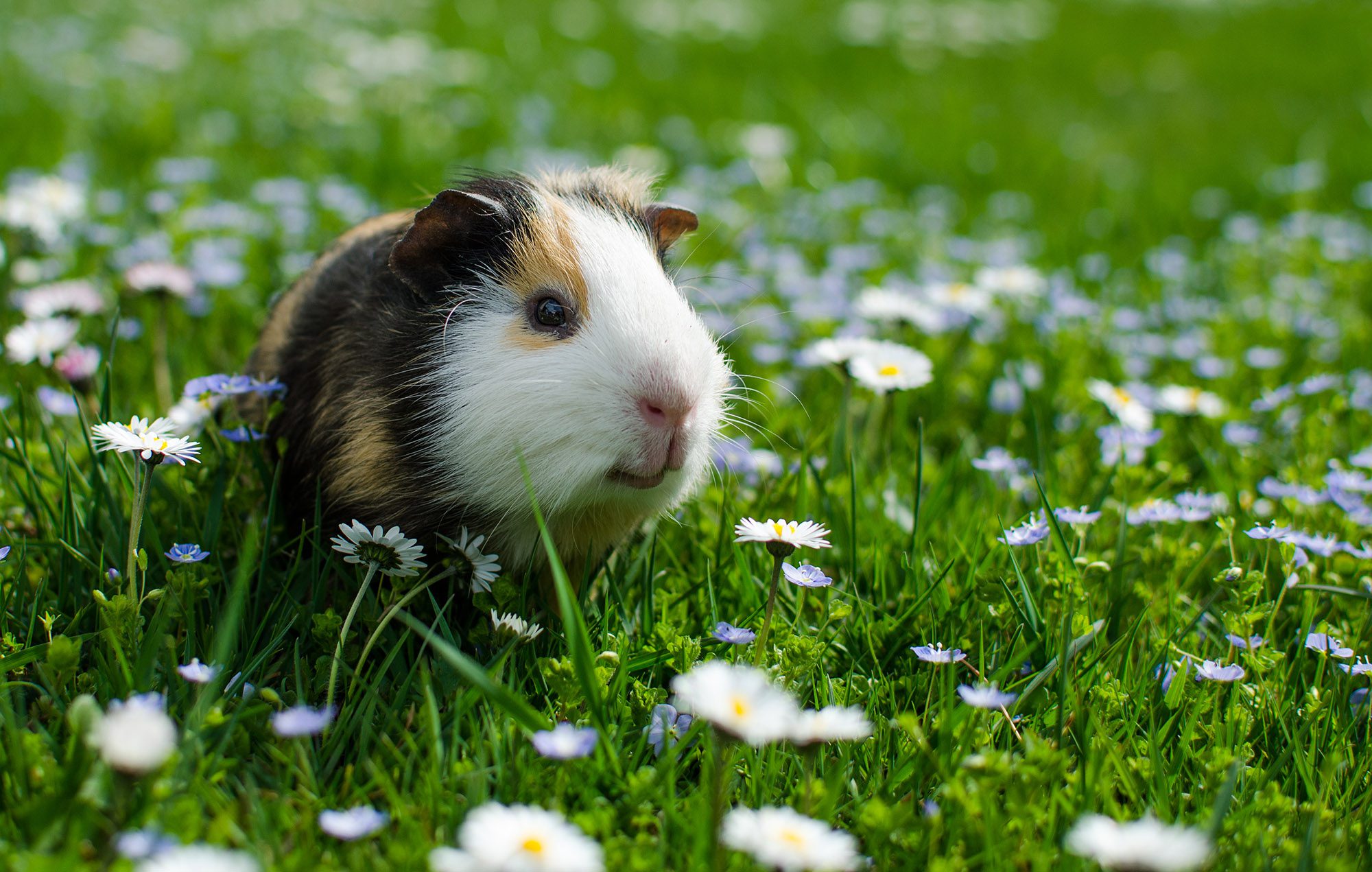 Guinea pig walks in the fresh air and eating green grass.