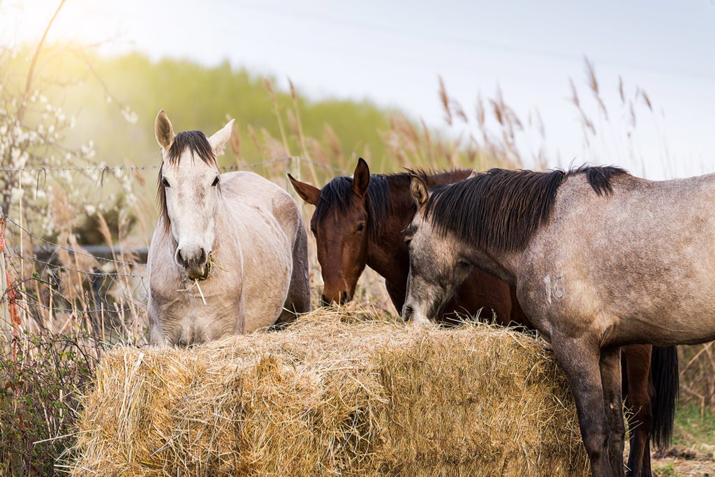 Three horses, each of a different color, are eating in a straw bale in an outdoor enclosure on a spring day.