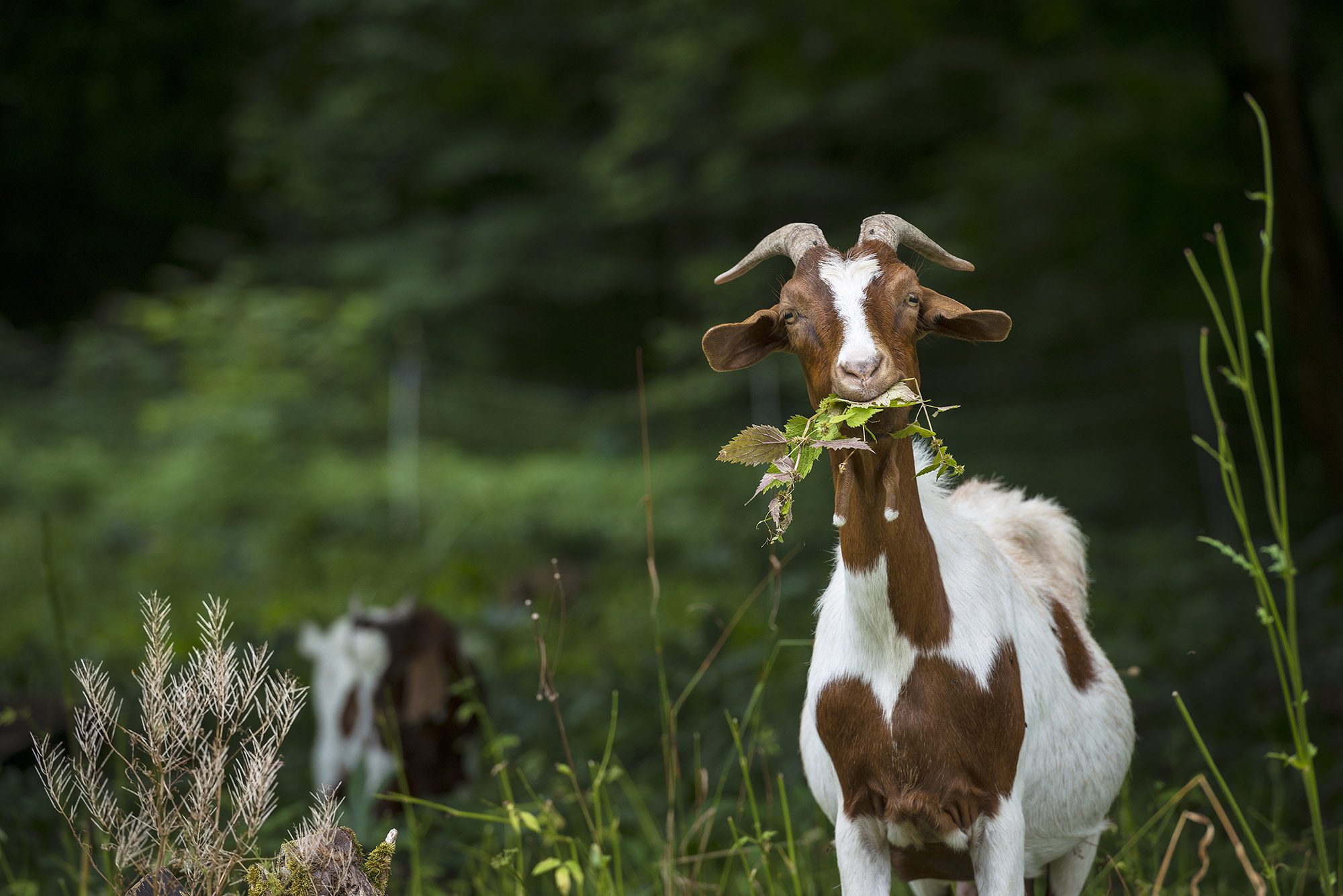 Portrait of goat on a meadow.