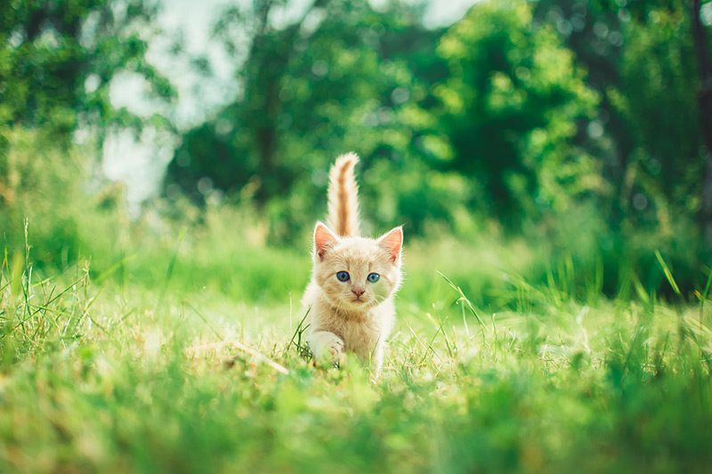 Kitten running across grass