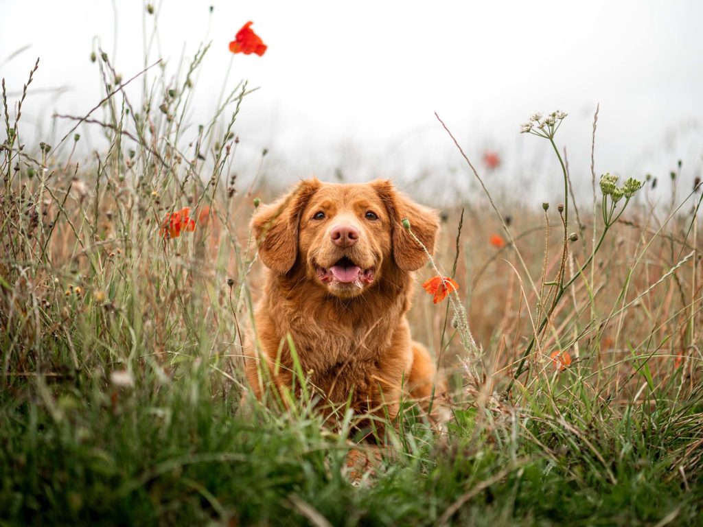 Red dog sitting in a meadow of grass and red flowers.
