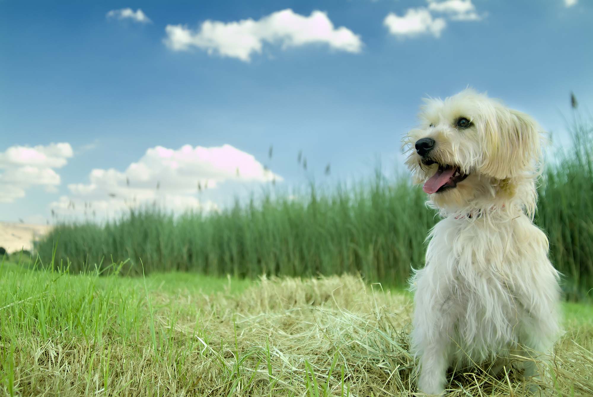 Small white dog sitting on grass outside.