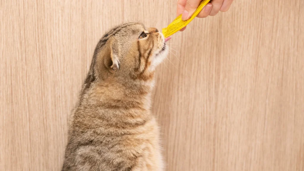 A cat licking a treat held by a person.