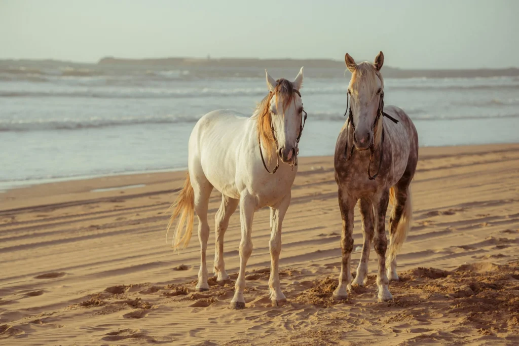 Two horses stand on a beach with ocean waves in the background.