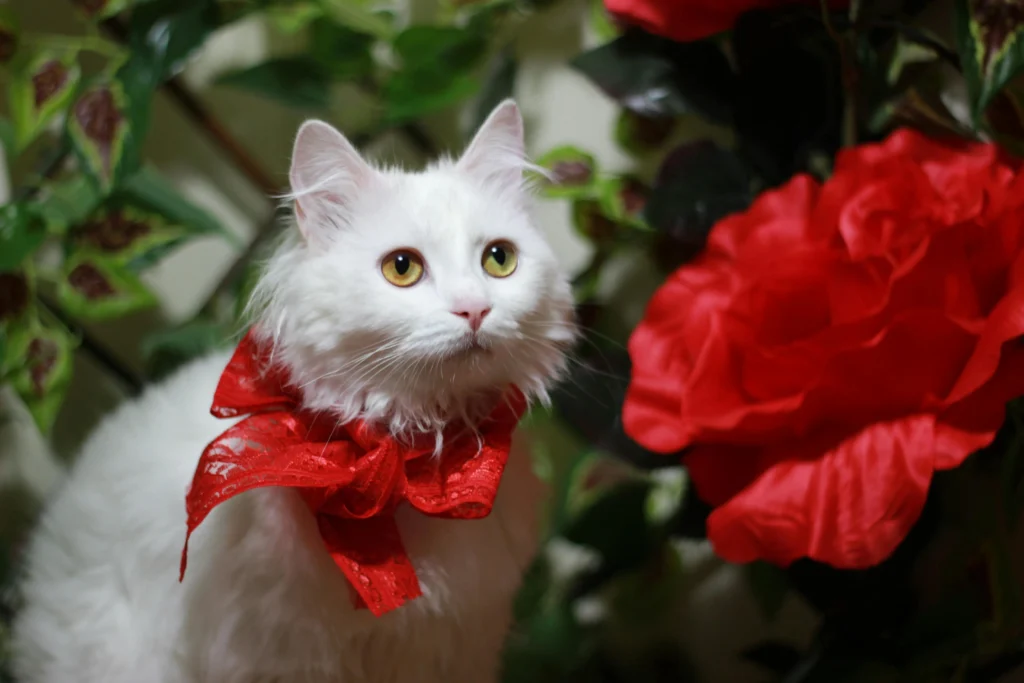 A white cat positioned next to a large red rose.