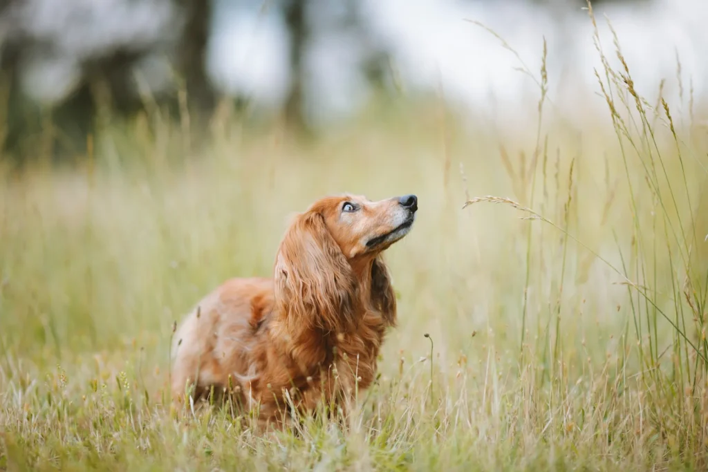 A Dachshund stands in a field of grass.