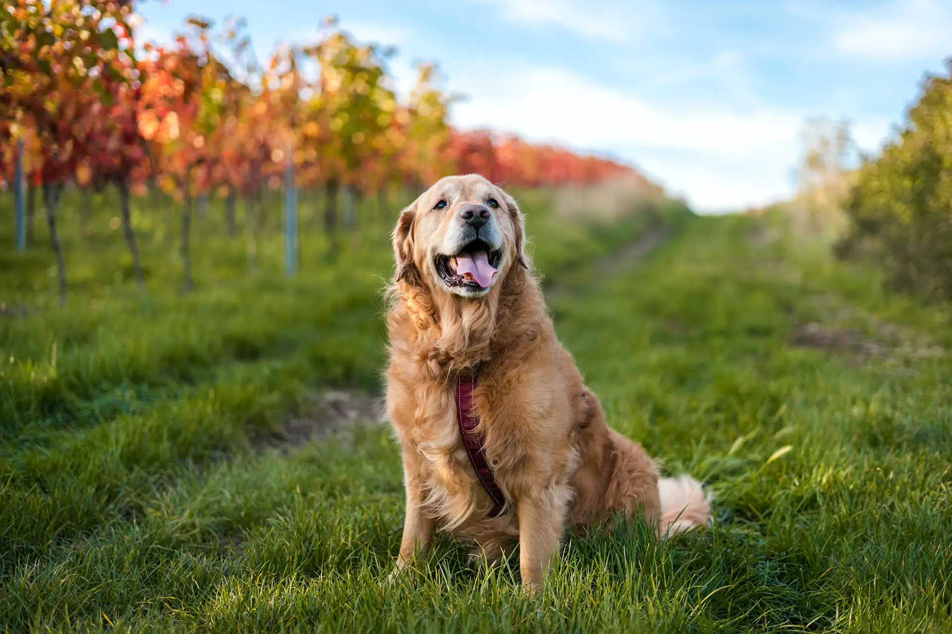 Red dog sitting in a meadow of grass and red flowers.